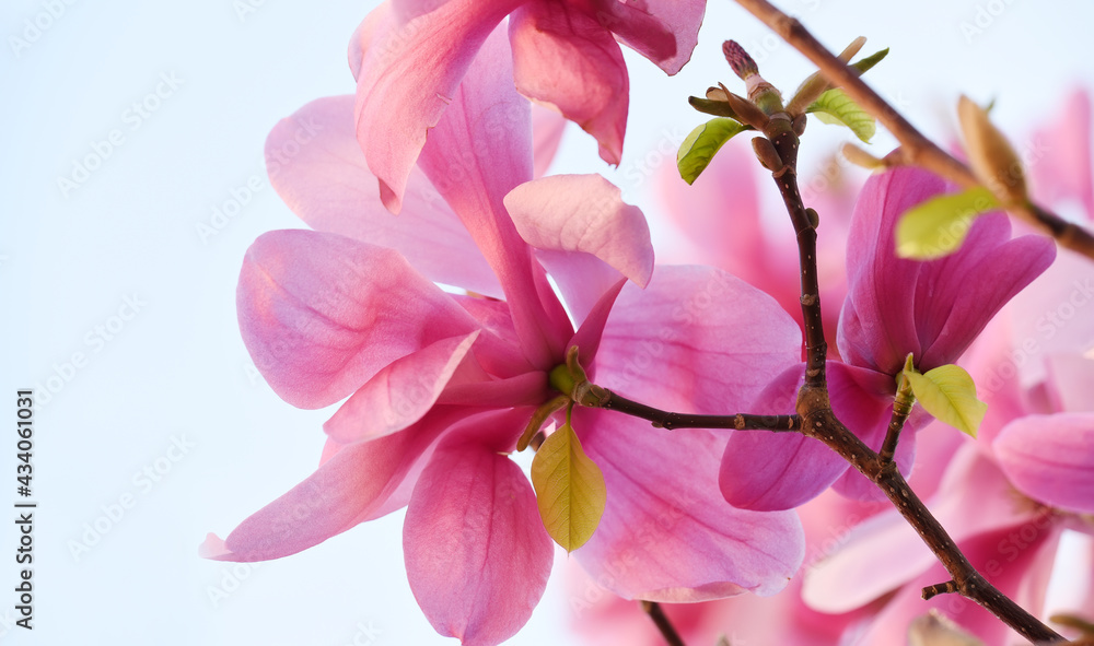 Obraz premium Bright pink magnolia flowers close-up. Floral spring background. 