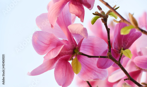Bright pink magnolia flowers close-up. Floral spring background. 