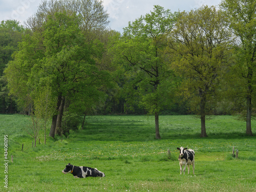 Kühe auf einer Weide am Niederrhein