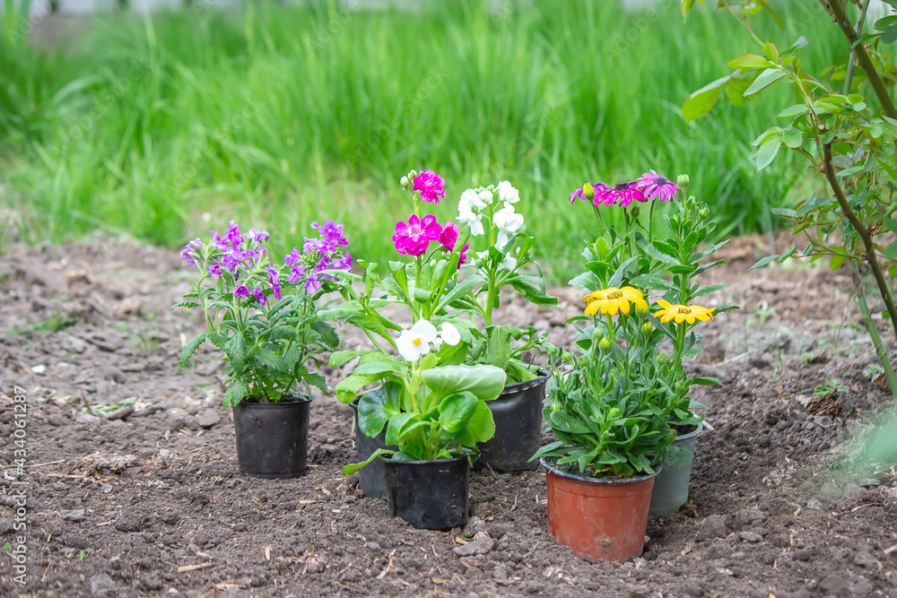 Concept of flowers in flowerpots for planting on a flower bed, Selective focus