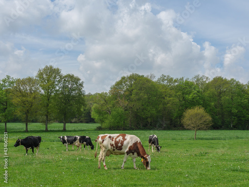 Kühe auf einer Weide am Niederrhein © Stephan Sühling