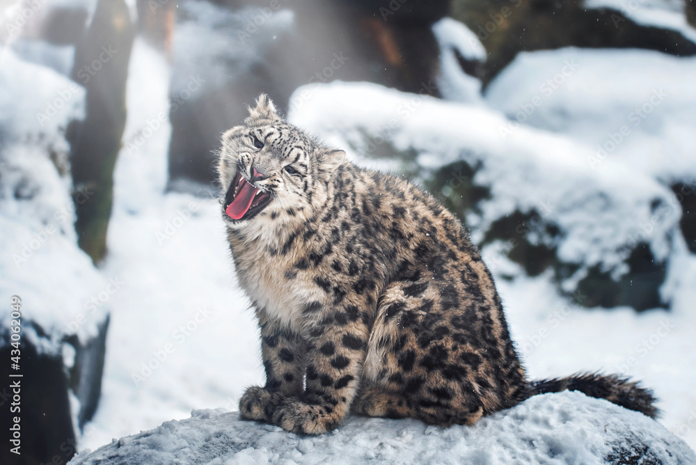 Snow leopard in winter Snow leopard in winter