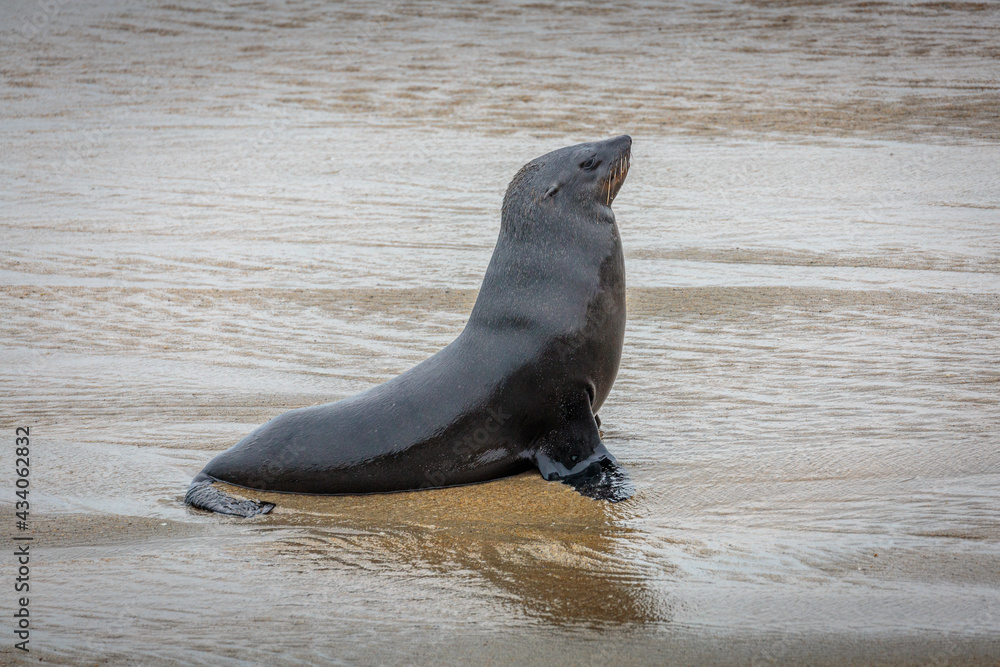 Naklejka premium Portrait of a Cape Fur Seal (Arctocephalus pusillus) on the beach at Cape Cross, Namibia