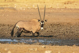 Gemsbok (Oryx gazella) standing in the mud of an almost dry waterhole in Etosha national park, Namibia