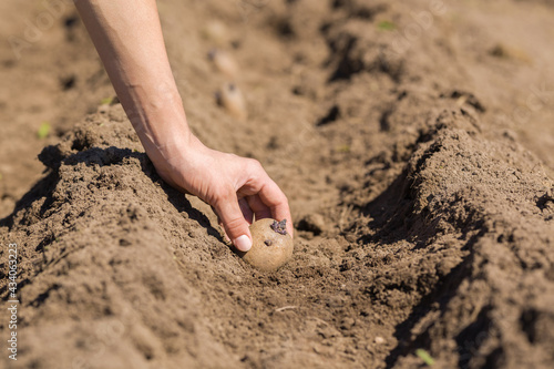 Young adult woman hand planting potato tuber in ground furrow at garden in sunny spring day. Early spring preparation for garden season. Front view. Closeup.
