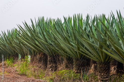 Close-up of sharp dense sisal forest