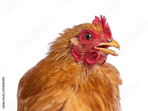 Head shot of blinking Buff Cochine chicken sitting facing front. Beak open a bit. Isolated on a white background. Head turned to the side. Showing eye lid half over eye.