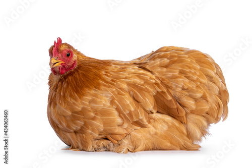 Young Buff Cochine chicken sitting side ways. Looking to camera. Isolated on a white background.