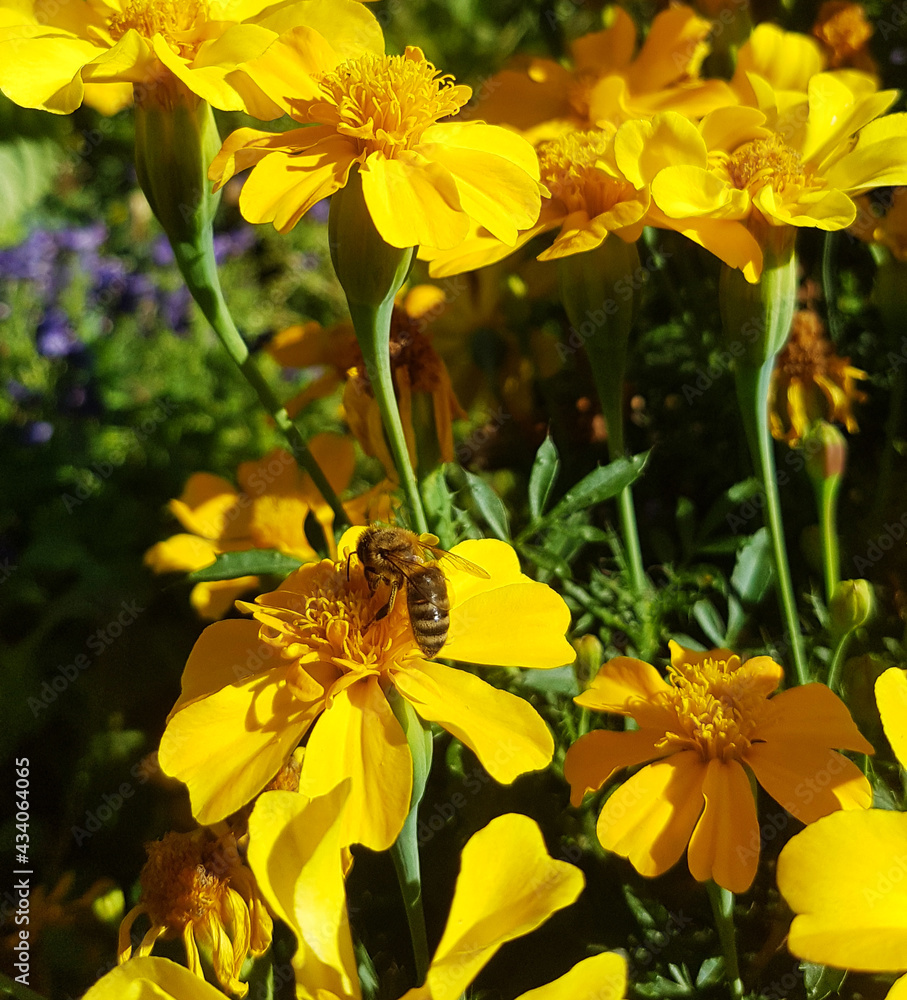 Fototapeta premium Nachaufnahme Honig Biene Wildbiene Insekt Blüte Blumen Nektar Imker Imkerei Insektensterben Nachhaltig Frühling Futter Landwirtschaft Park Garten Natur Frühling Sommer gelb Ringelblumen 