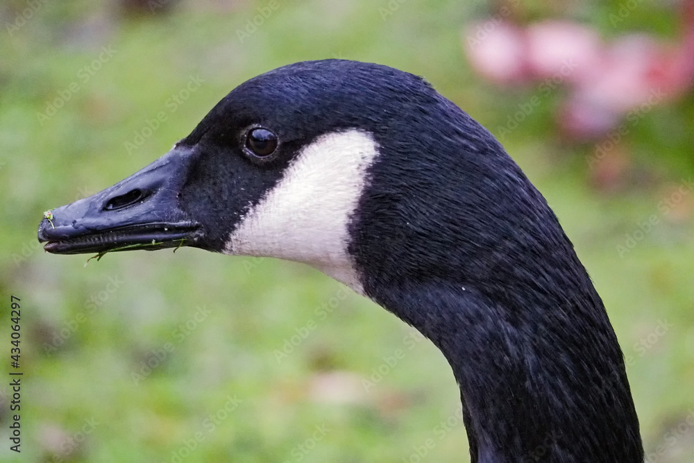 Porträt einer Weißwangengans, Branta leucopsis Porträt einer Weißwangengans, Branta leucopsis