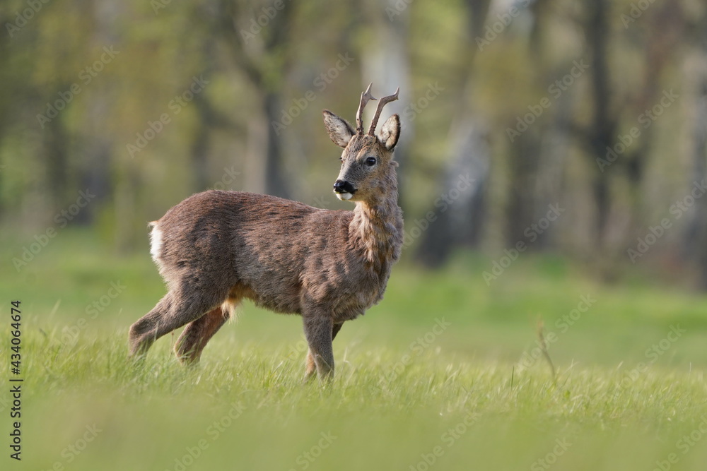 Obraz premium Beautiful roebuck standing on the medow. Spring in the nature. Capreolus capreolus. Wildlife scene from european nature.