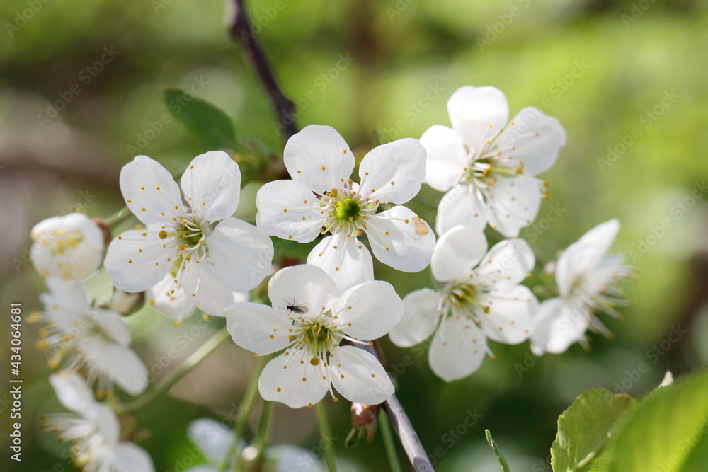 tree flowers tree flowers