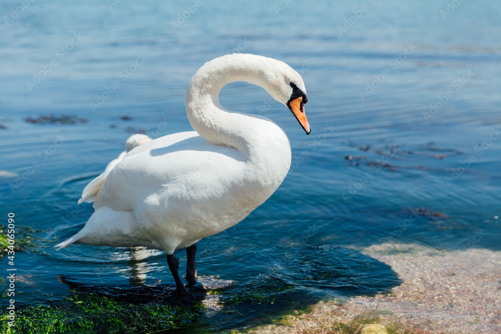 Fototapeta premium Beautiful white swan swims in sea water