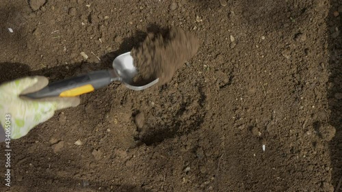 Female Hands Planting Tomato Plant In Soil