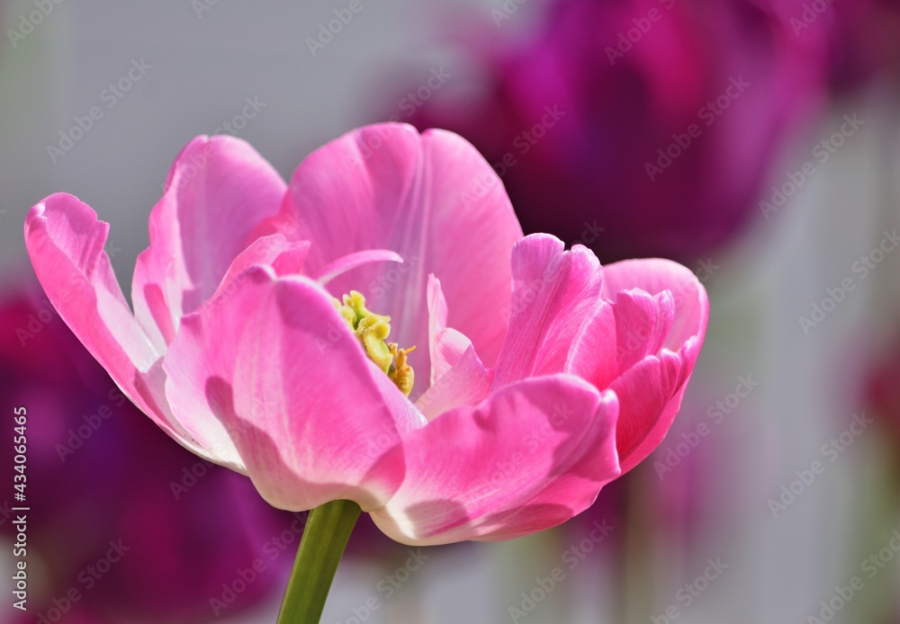 Fototapeta premium Rosa Tulpe im Park