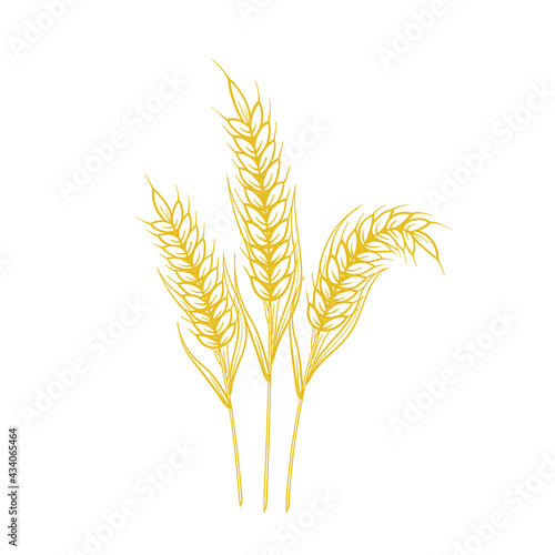 Barley Wheat ears isolated on white background