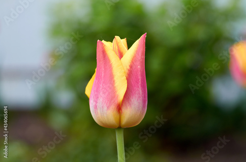Photo of pink yellow tulip