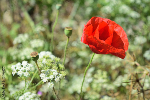 red poppy in a field - Olimp, Mangalia, Romania