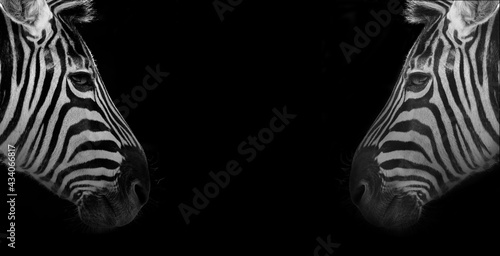 mirror image of two zebras on black background