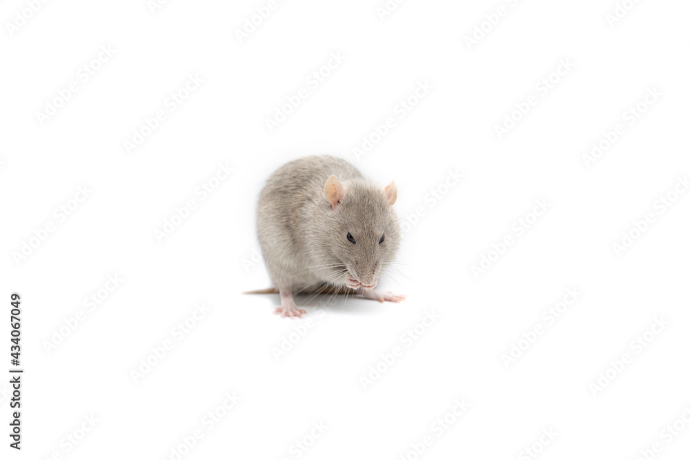 Gray rat on a white background. Gray rat on a white background.
