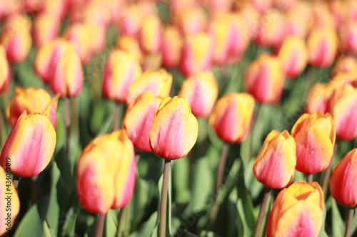 Spring flowers  tulips  nature