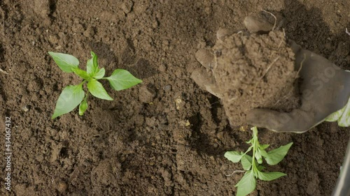 Female Hands Planting Tomato Plant In Soil
