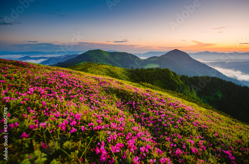 Summer scene with flowering hills illuminated by the sunset. © Leonid Tit