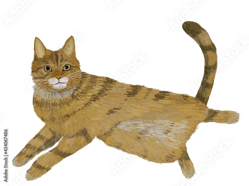 人間を誘惑するおっぴろげ猫チャトラ