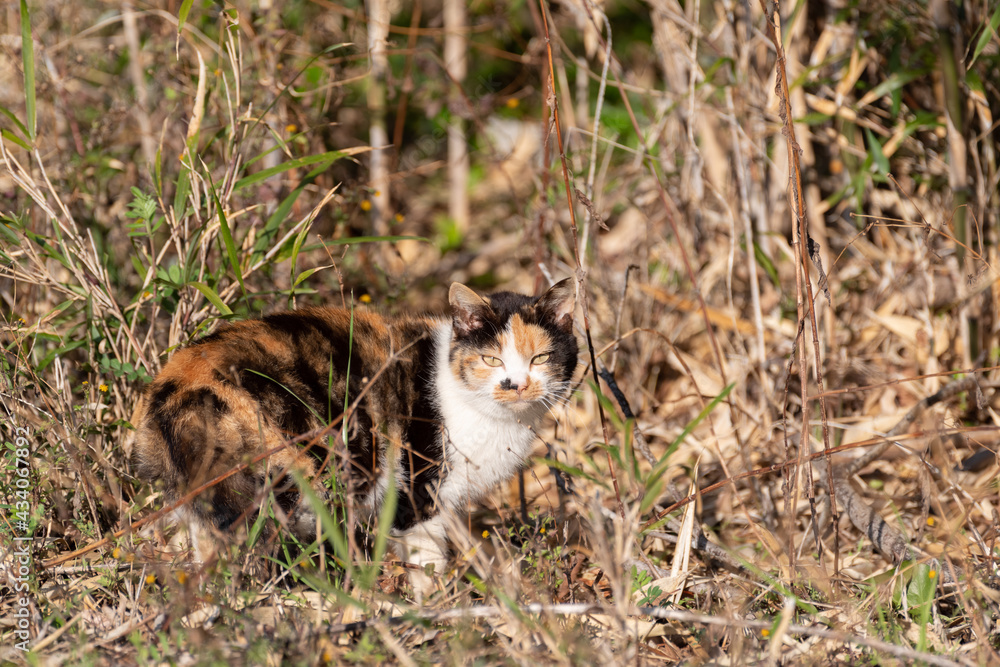 警戒する猫 三毛猫 警戒する猫 三毛猫