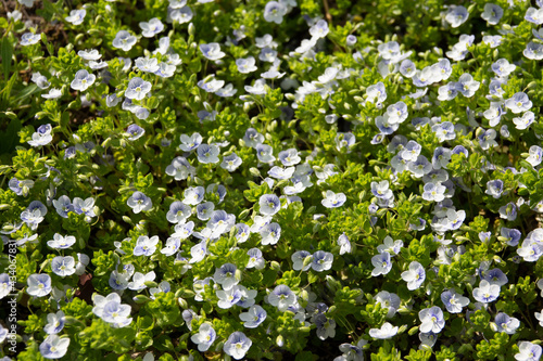 Flowering of daisies. Oxeye daisy  Leucanthemum vulgare  Daisies  Dox-eye  Common daisy  Dog daisy  Moon daisy. Gardening concept