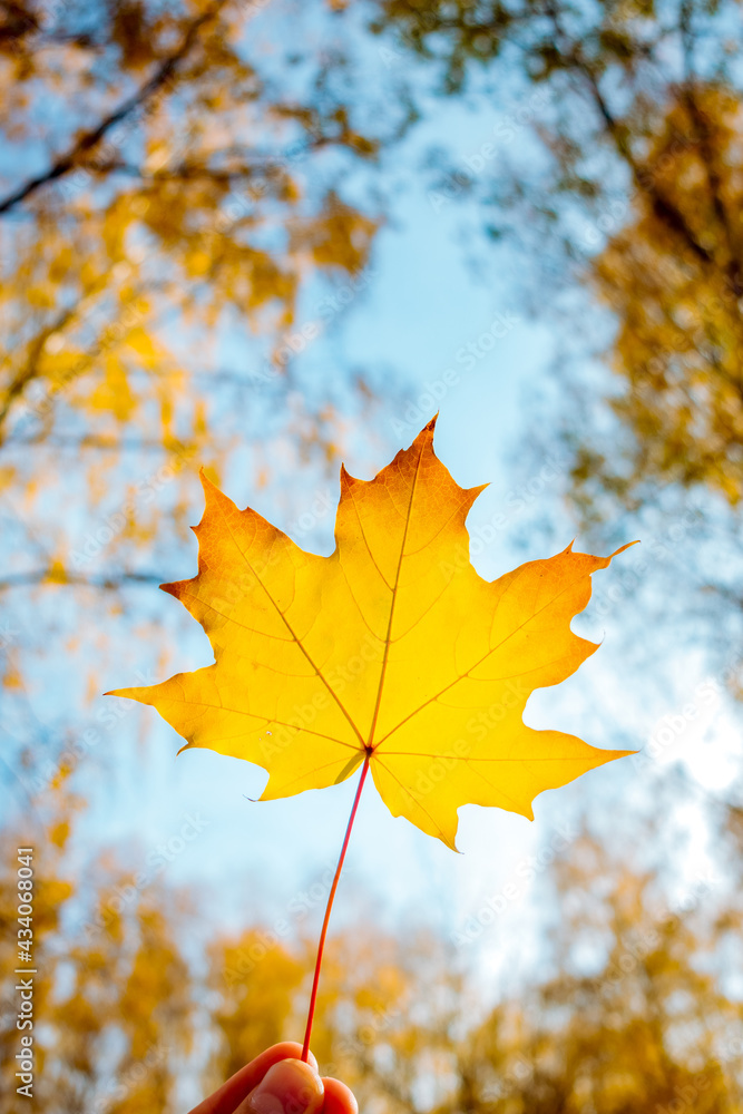 Obraz premium Yellow maple leaf in a man hand against a background of autumn forest.