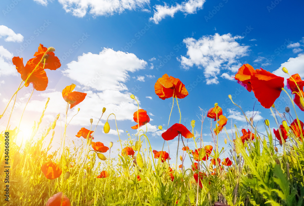 Obraz premium Blooming poppies on field with white fluffy clouds. Wild flowers in springtime.