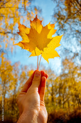 Yellow maple leaf in a man hand against a background of autumn forest.