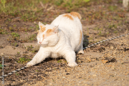 くつろぐ猫