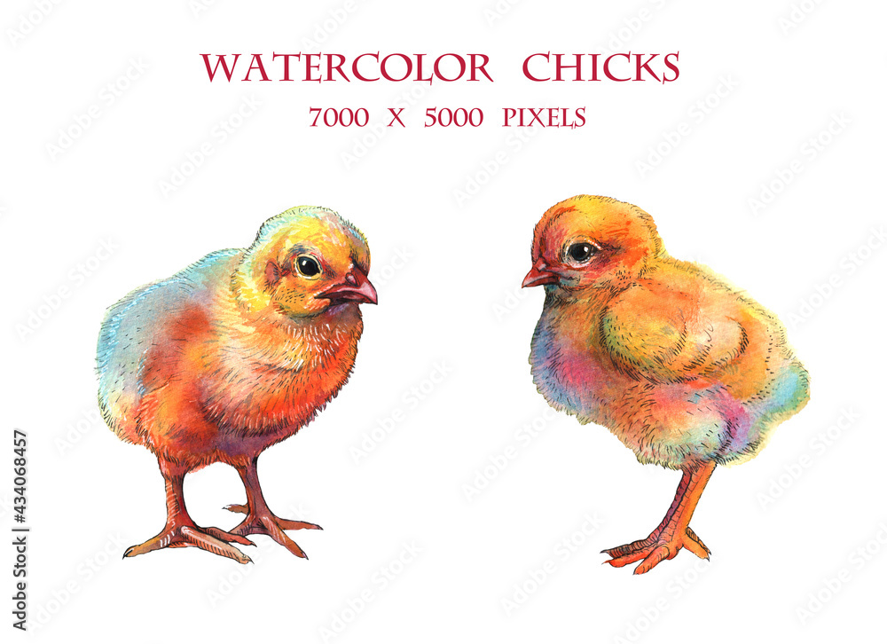 2 chickens painted in watercolor isolated on white background