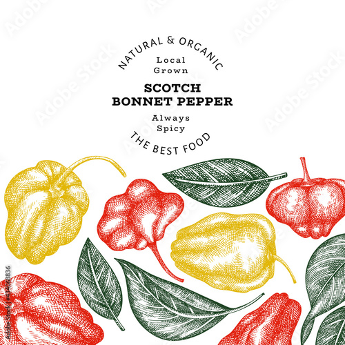 Hand drawn sketch style scotch bonnet pepper banner. Organic fresh vegetable vector illustration. Retro cayenne pepper design template