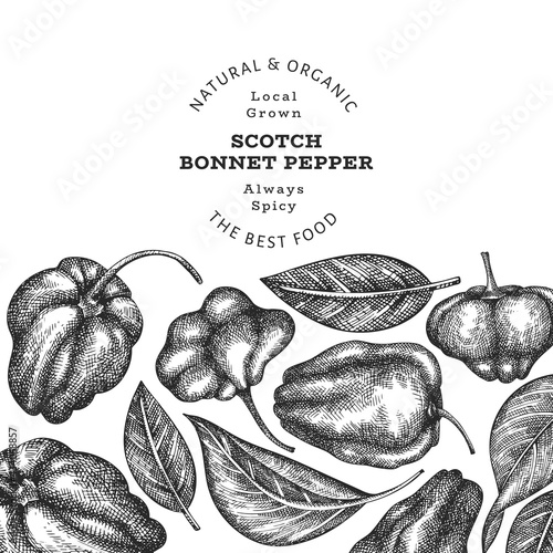 Hand drawn sketch style scotch bonnet pepper banner. Organic fresh vegetable vector illustration. Retro cayenne pepper design template
