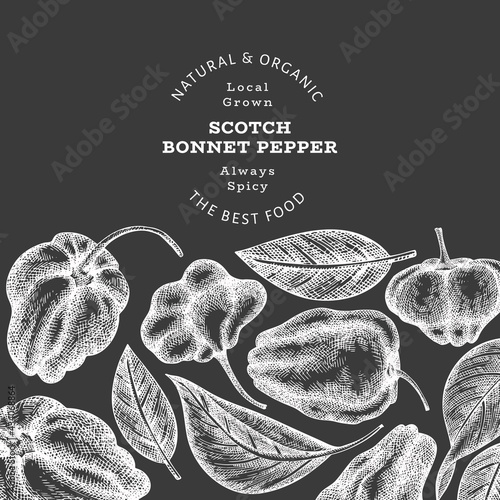 Hand drawn sketch style scotch bonnet pepper banner. Organic fresh vegetable vector illustration on chalk board. Retro cayenne pepper design template