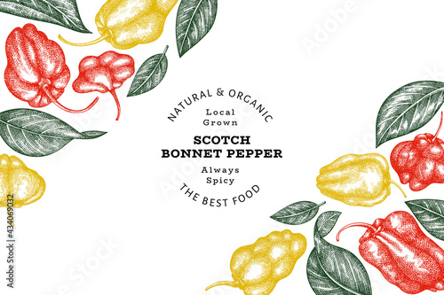 Hand drawn sketch style scotch bonnet pepper banner. Organic fresh vegetable vector illustration. Retro cayenne pepper design template
