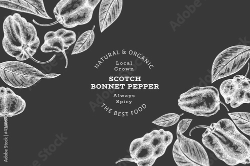 Hand drawn sketch style scotch bonnet pepper banner. Organic fresh vegetable vector illustration on chalk board. Retro cayenne pepper design template