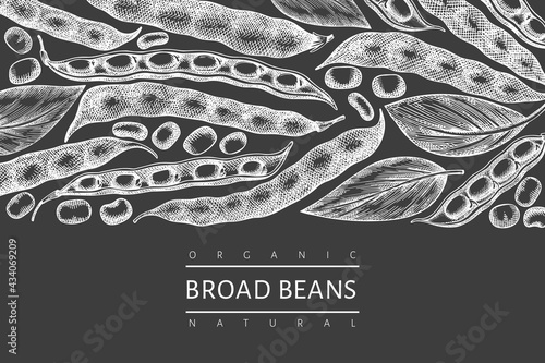 Hand drawn broad beans design template. Organic fresh food vector illustration on chalk board. Retro pods illustration. Botanical style cereal background.