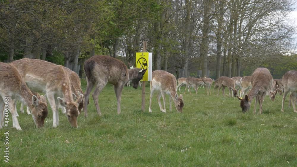 Deers Grazing On Meadows With Do Not Feed The Deers Placard Signage In Phoenix Park, Dublin, Ireland. - Static Shot Deers Grazing On Meadows With Do Not Feed The Deers Placard Signage In Phoenix Park, Dublin, Ireland. - Static Shot