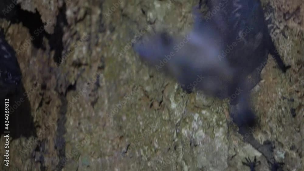 A family of bats (Saccopteryx Bilineata or Greater Sac-winged Bat) coming and going from a mossy rock. Handheld closeup shot.
A family of bats (Saccopteryx Bilineata or Greater Sac-winged Bat) coming and going from a mossy rock. Handheld closeup shot.