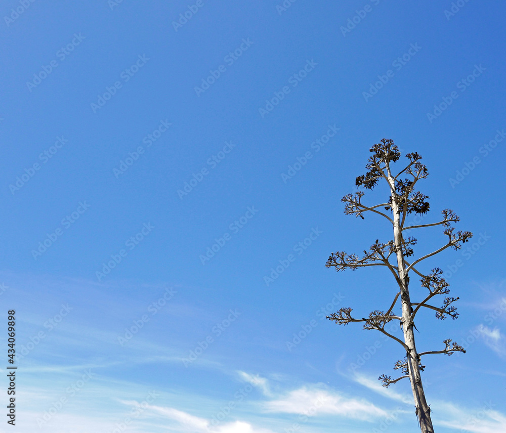 bei rami di araucaria contro il cielo bei rami di araucaria contro il cielo