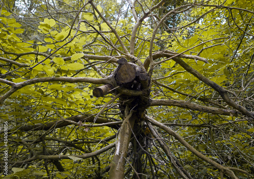 la grande radice di un albero sradicata tra il fogliame photo