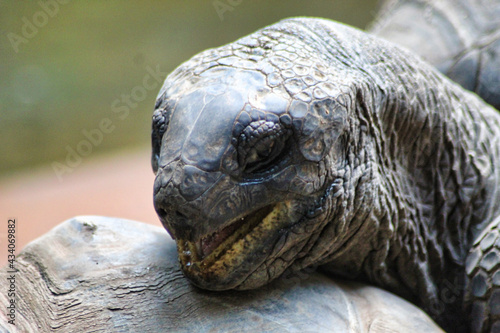 Schildkrötenfreude