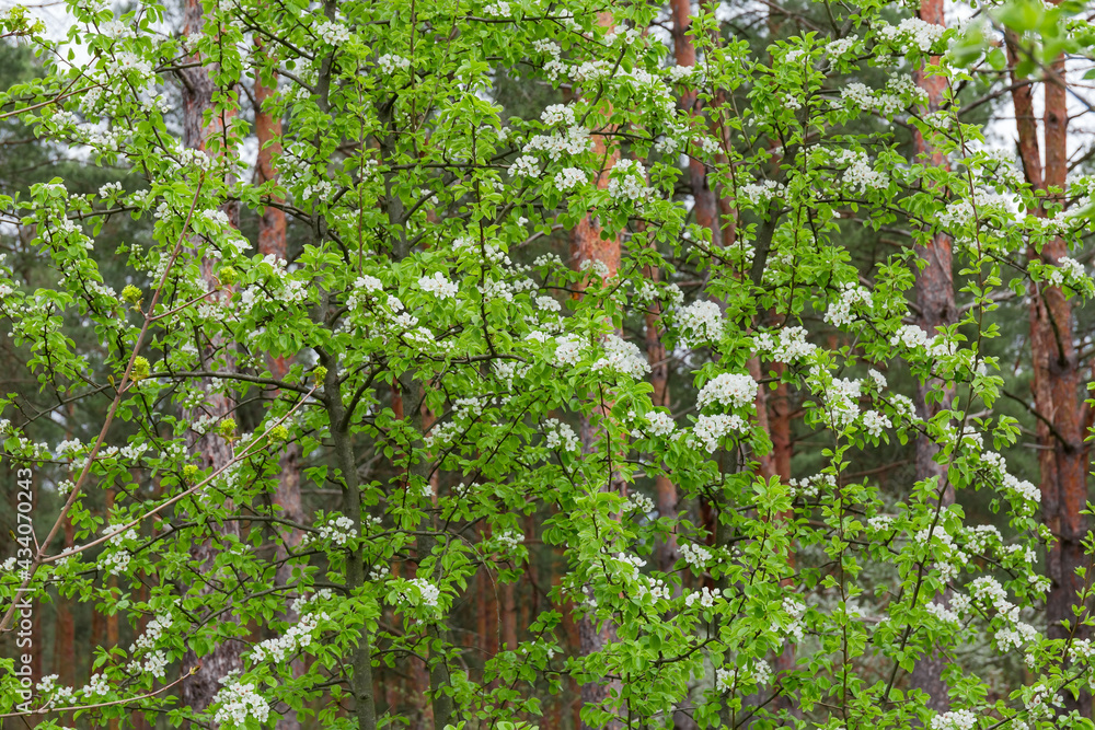 Fragment of flowering wild pear tree in pine forest