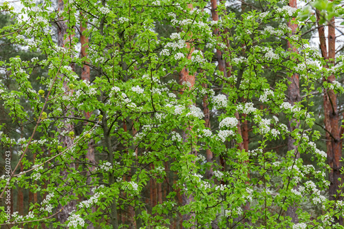 Fototapeta Naklejka Na Ścianę i Meble -  Fragment of flowering wild pear tree in pine forest