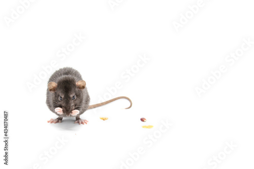 Gray rat on a white background.