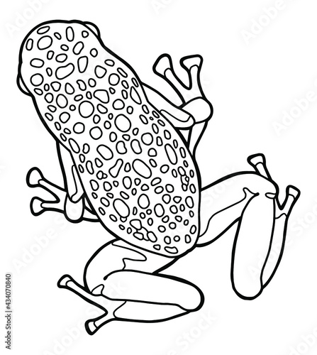 Little frog. Spotted poison dart frog. Coloring page. Black outline. 